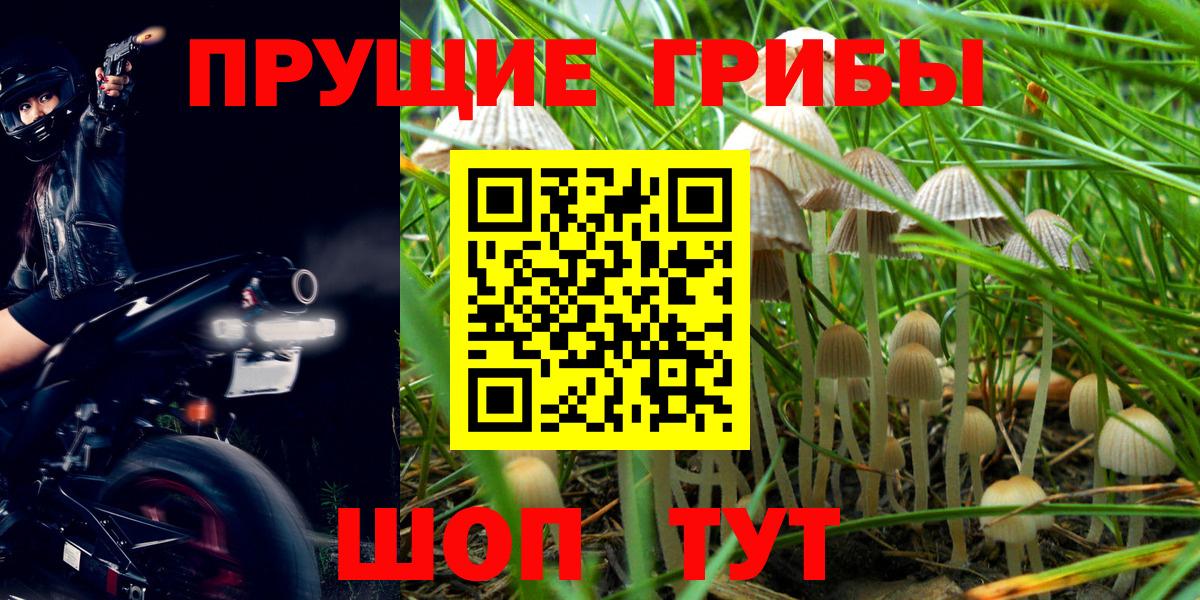 Галлюциногенные грибы Psilocybine cubensis  Вход с VPN  Великие Луки 